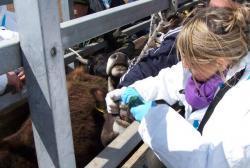 Orotelli, è allarme: segnalato un caso di tubercolosi bovina 