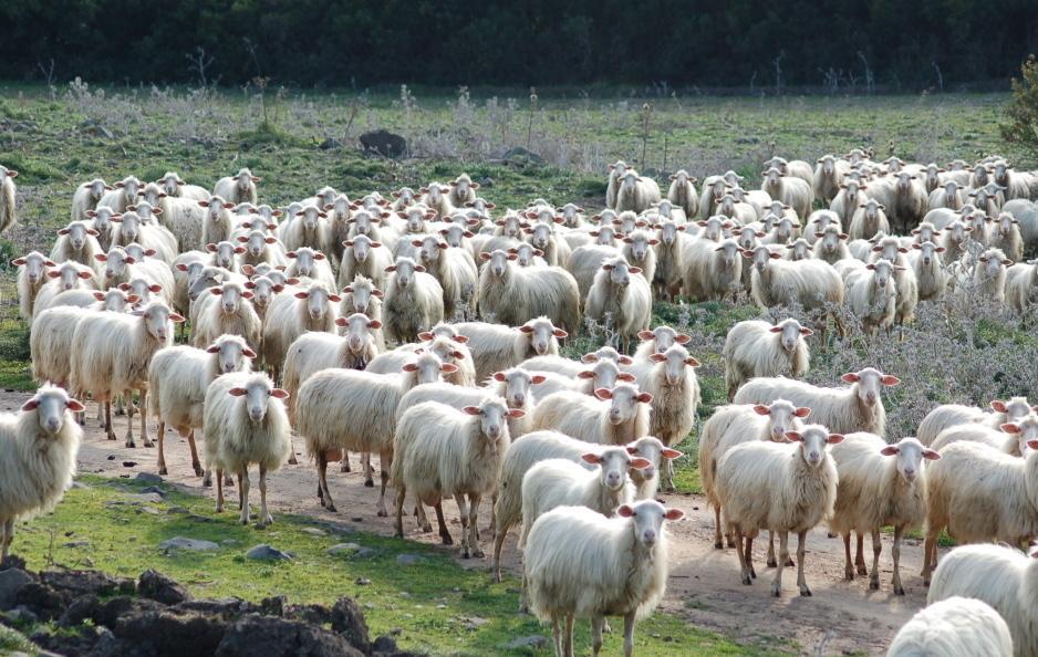 Via alle vaccinazioni nelle aziende del Marghine 