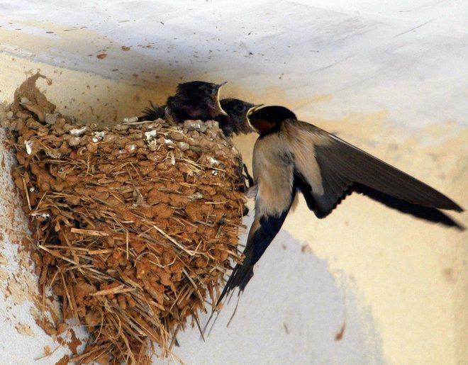 Volpi, ricci e balestrucci c’è biodiversità in città 