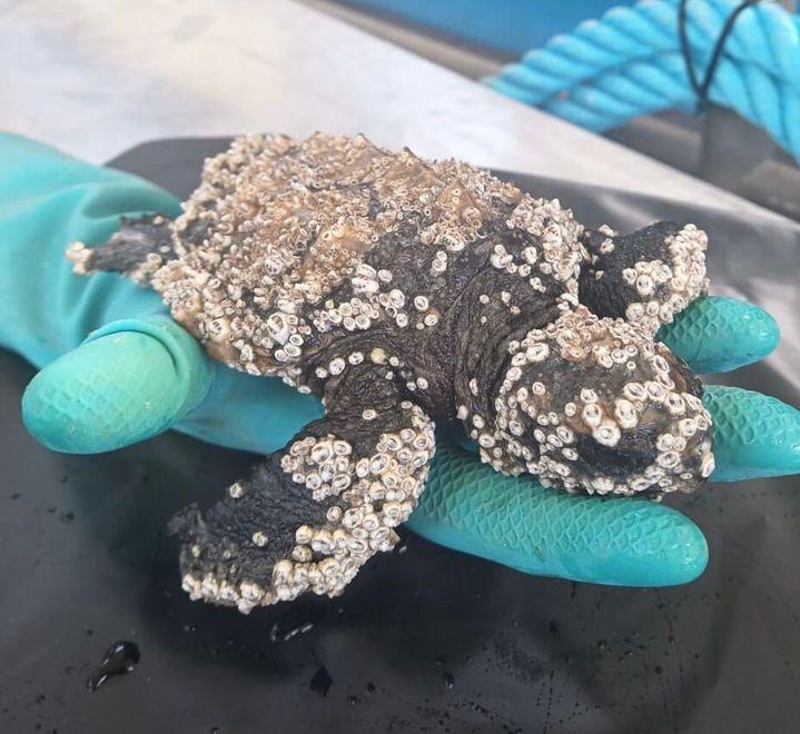 Baby tartaruga salvata «Mai recuperato esemplare più piccolo»