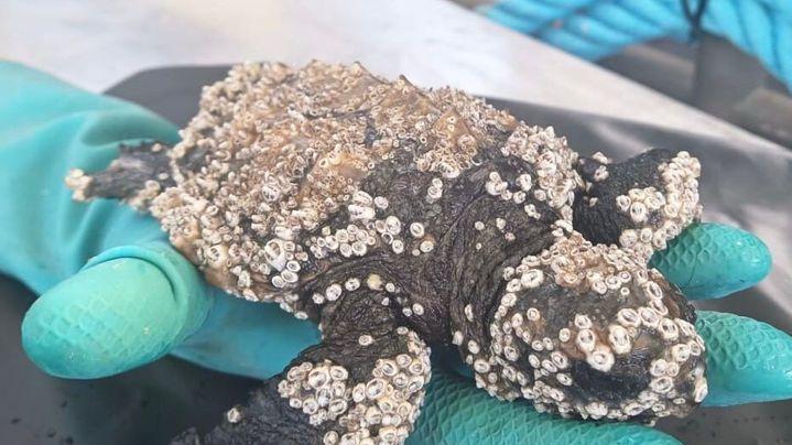 Baby tartaruga salvata «Mai recuperato esemplare più piccolo»