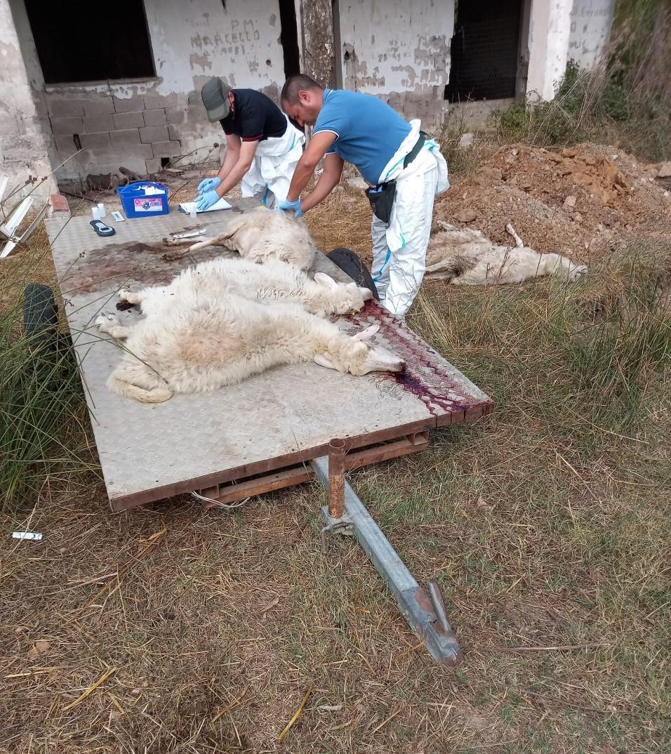 Lingua blu, ora i sindaci sollecitano le vaccinazioni 
