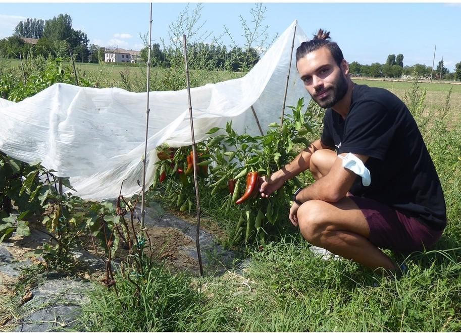Gabriele Silva, 23 anni, è titolare della “Tenuta Silva” di via Zappellazzo a Poviglio. La sua passione lo ha portato a rinverdire la tradizione del nonno Faustino. Il futuro ingegnere elettronico in queste foto mostra con orgoglio i prodotti biologici che produce: peperoni, zucche ma anche uva con la quale produce del Lambrusco