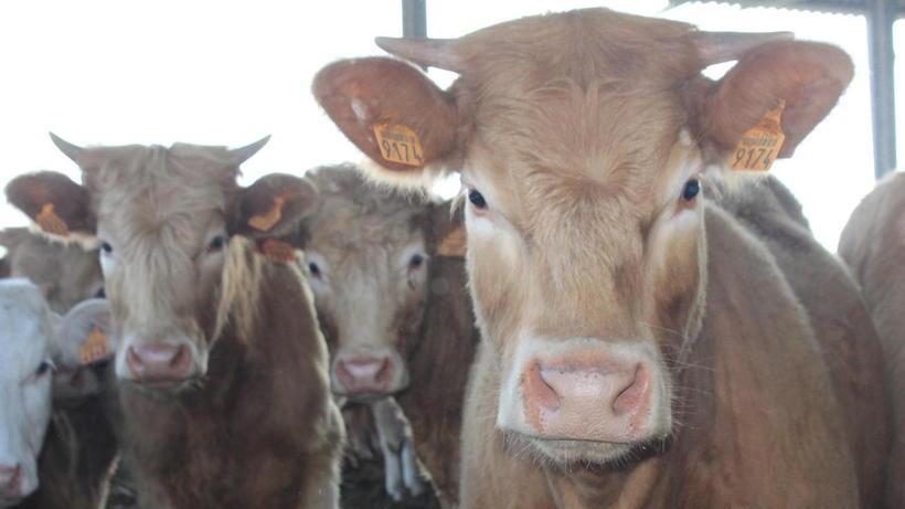 L’ottantenne carpinetano è stato incornato alle spalle da una manza (foto di repertorio)
