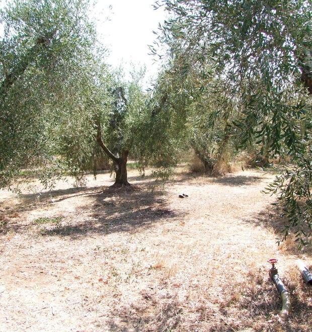 Cadavere nell’oliveta, una pista dalle celle telefoniche 