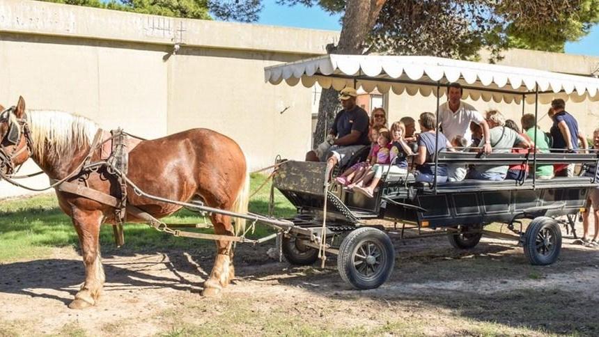«Fermate il servizio di carrozze a cavalli per turisti a Pianosa»