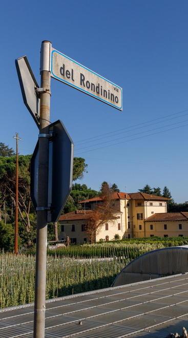 Ruba nell’ufficio di un vivaio, arrestato ventenne 