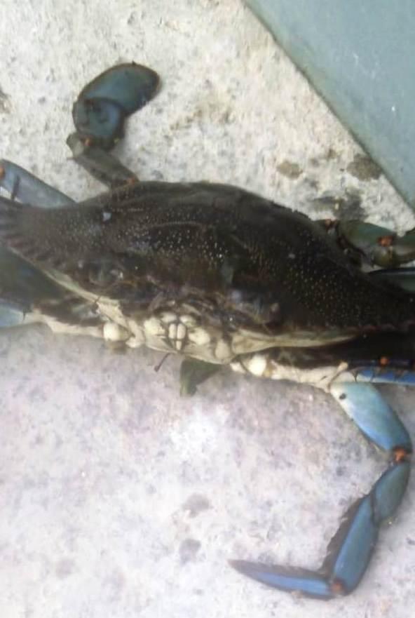 Il granchio blu “killer” avvistato nello stagno
