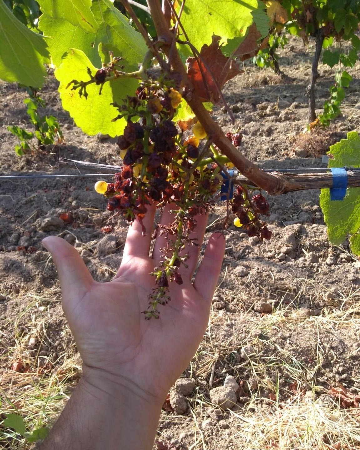 Allarme nel Meilogu: vigne distrutte da cinghiali, volpi e uccelli