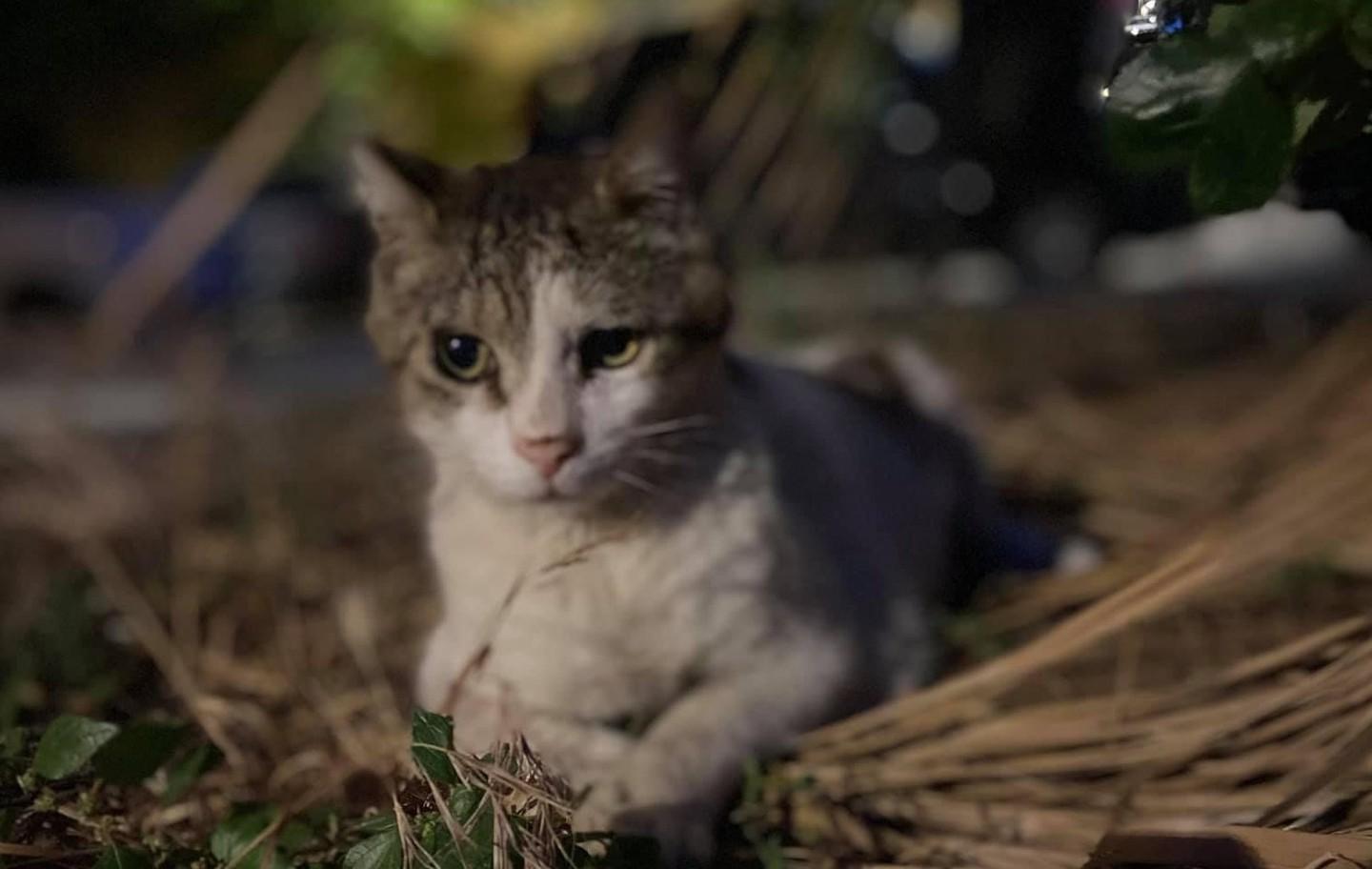 A Cappuccini qualcuno non ama la colonia felina 