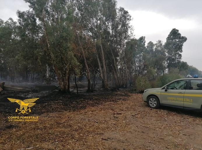Incendiario colto sul fatto mentre dà fuoco a un bosco