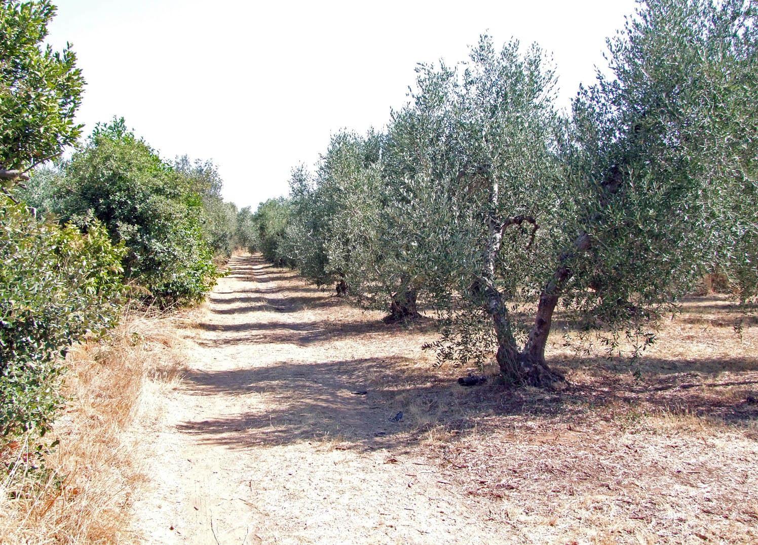 Cadavere trovato a San Vincenzo: «Nessun segno di violenza». La procura chiede nuovi accertamenti 