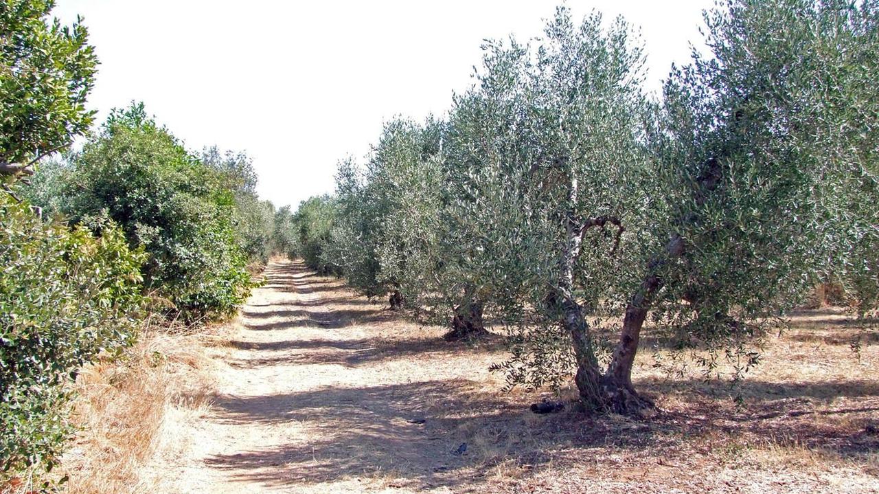Cadavere trovato a San Vincenzo: «Nessun segno di violenza». La procura chiede nuovi accertamenti