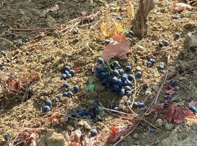 Vendemmia, non solo gelate e siccità: il pericolo ora sono anche i cinghiali 