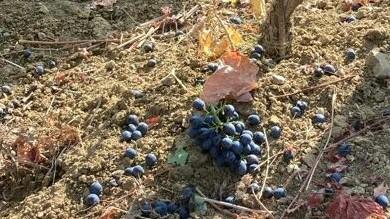 Vendemmia, non solo gelate e siccità: il pericolo ora sono anche i cinghiali