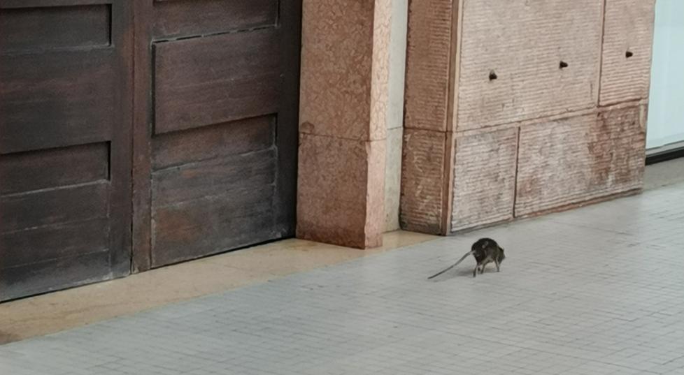 Topi girano indisturbati a ridosso di via Emilia