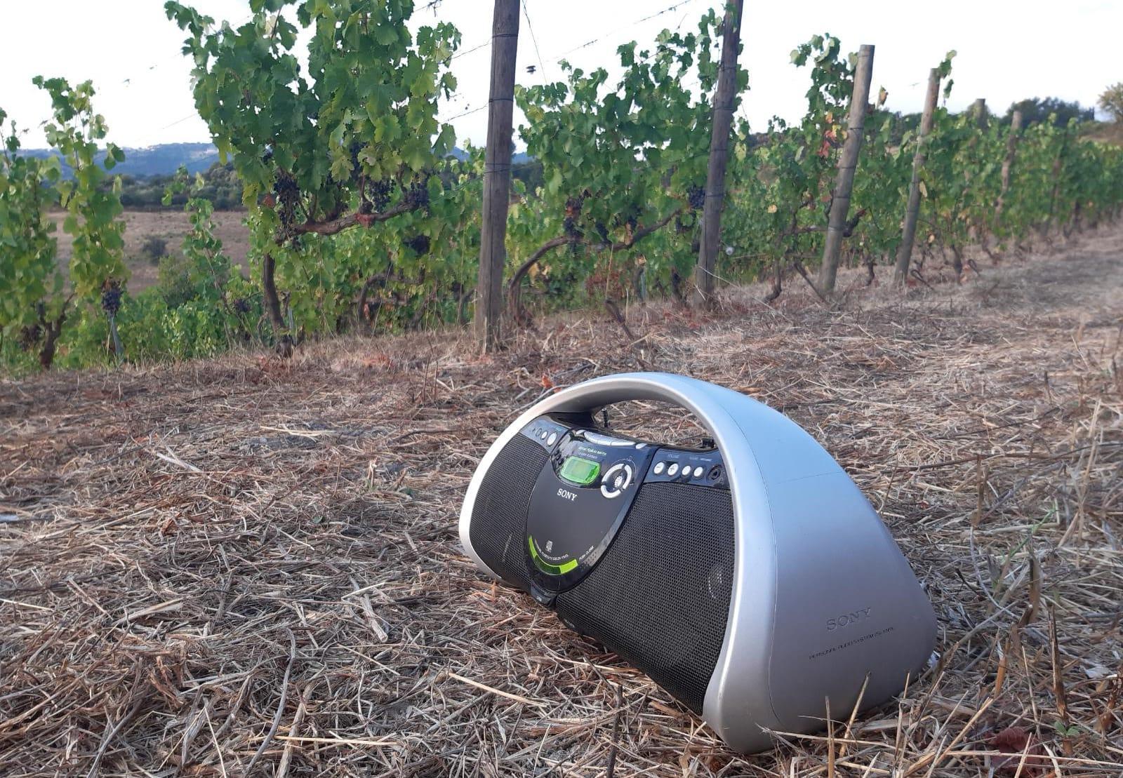 Il radione lasciato vicino ai filari nella vigna di Martis combatte i cinghiali con la musica rock a tutto volume