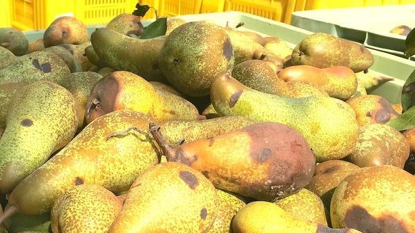 Le annate terribili della pera ferrarese Il gelo di primavera devasta i frutteti
