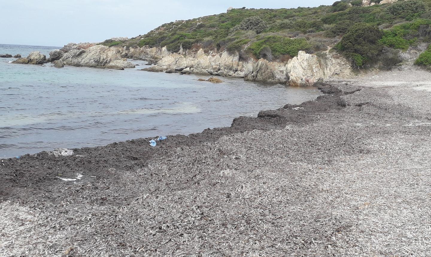  Santa Teresa i turisti: la spiaggia di Lu Pultiddolu è inutilizzabile