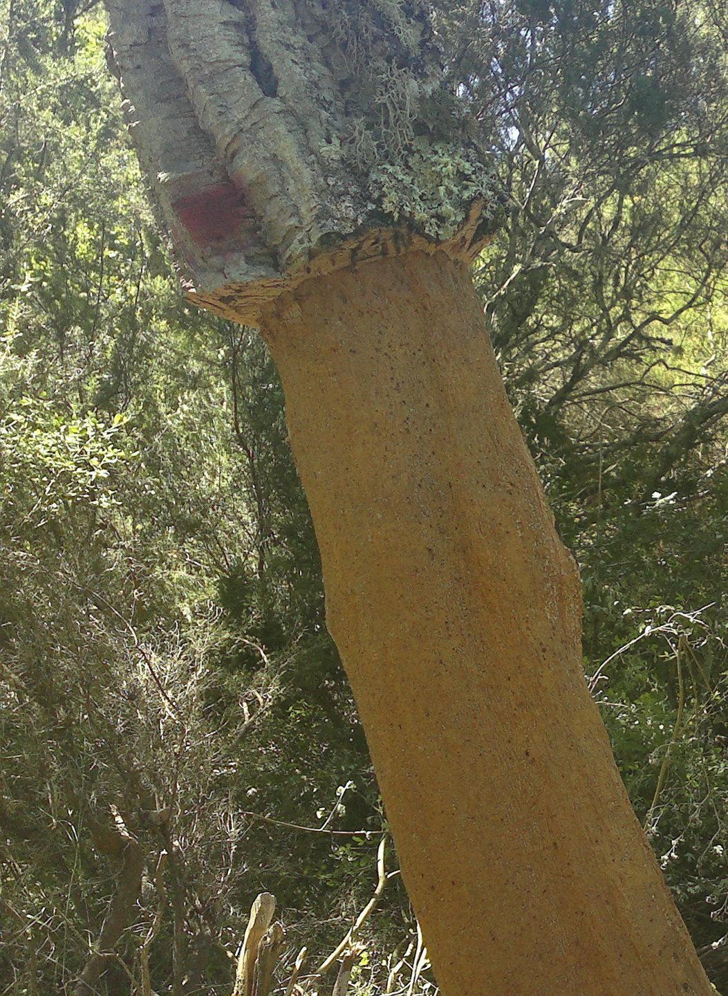 Va all’asta il sughero del bosco comunale