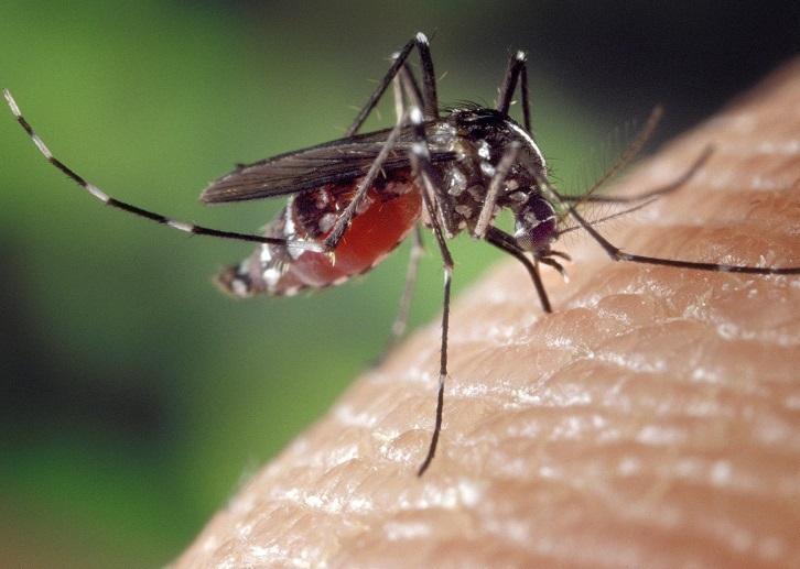 L’Aou: «C’è un nuovo caso di malaria» 