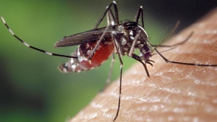 L’Aou: «C’è un nuovo caso di malaria» 