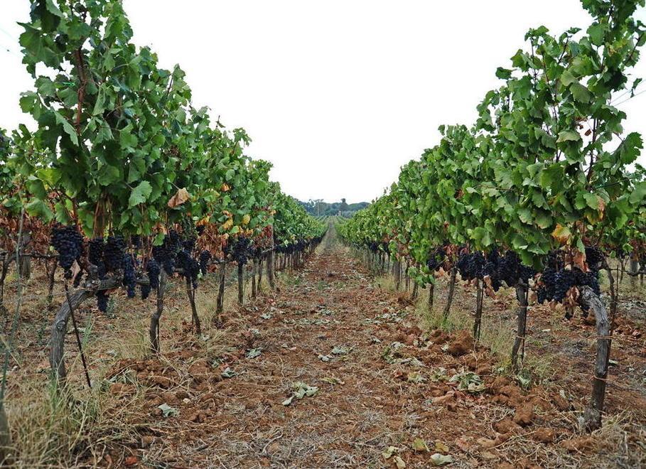 Le vigne dell'azienda Ornellaia a Bolgheri