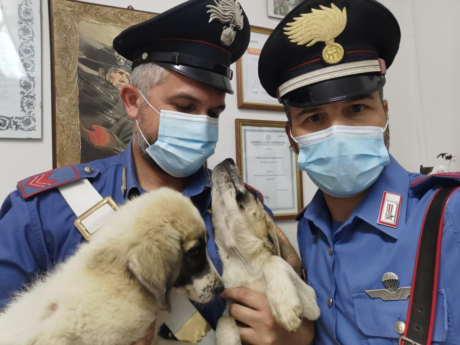 Mandas, due cani legati con una catena a un palo: un denunciato 