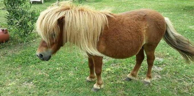 I pompieri liberano un pony rimasto imprigionato
