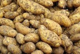 Patata, produzione ok E la filiera di eccellenza è un valore aggiunto 
