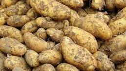 Patata, produzione ok E la filiera di eccellenza è un valore aggiunto