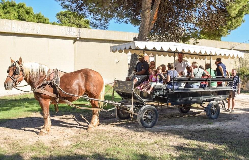 Pianosa, turisti in carrozza: «Felix e Romina sono due cavalli amati, nessuno li maltratta» 