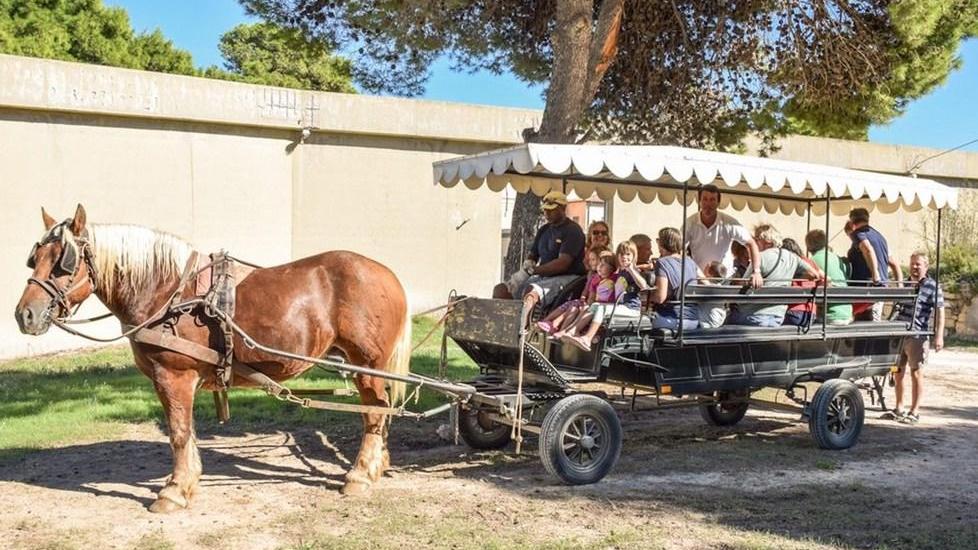 Pianosa, turisti in carrozza: «Felix e Romina sono due cavalli amati, nessuno li maltratta»