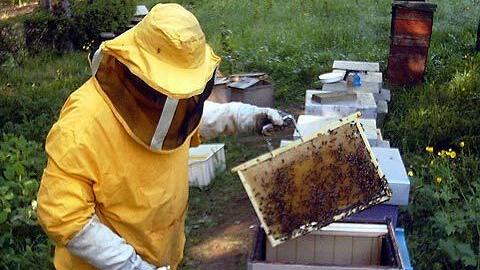 Lezioni sulle api per salvare la natura e avviare un’impresa