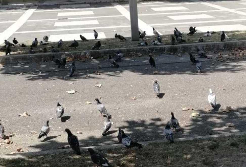 «Troppi piccioni in città Serve un mangime anticoncezionale»