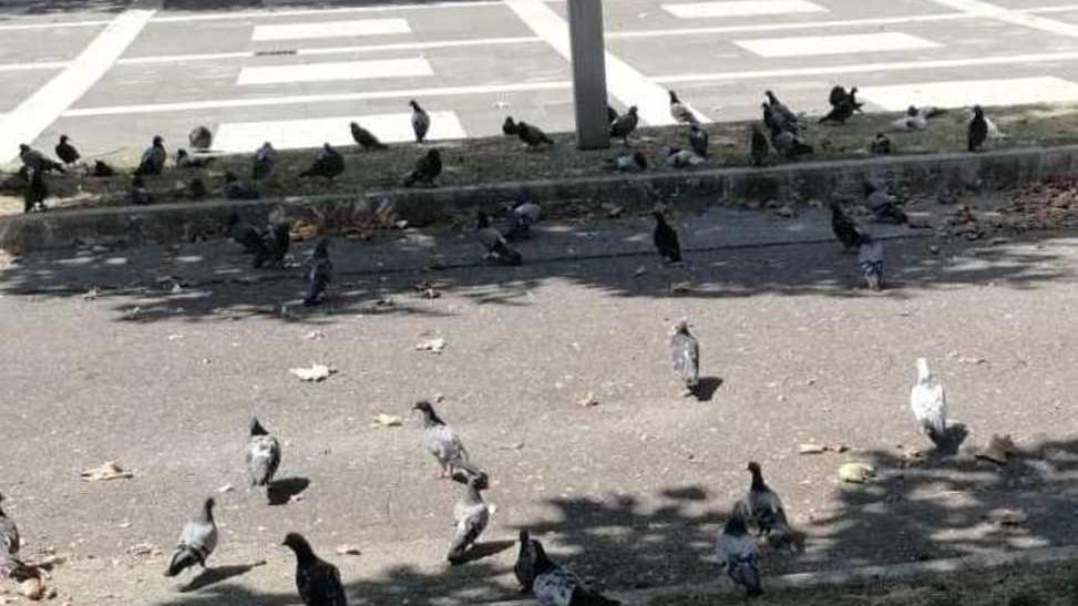 «Troppi piccioni in città Serve un mangime anticoncezionale»