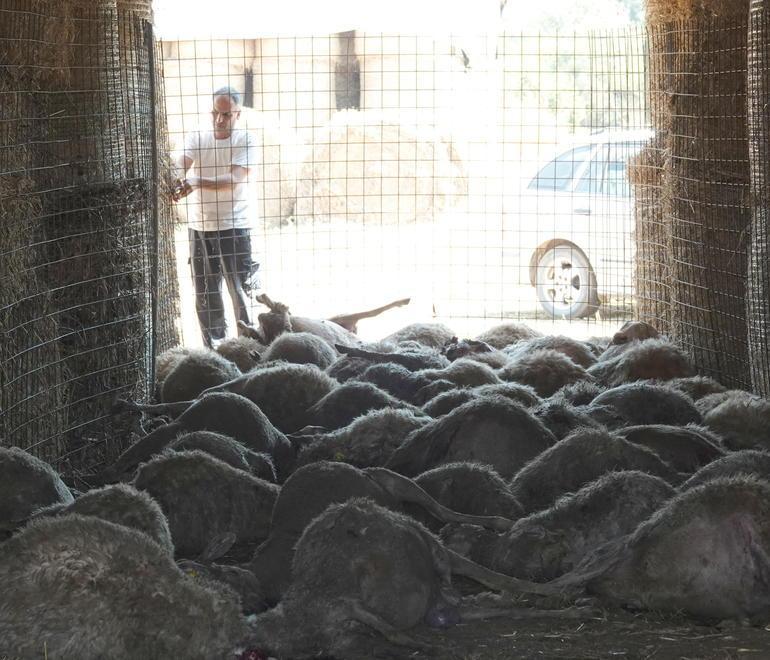 Predatori immortalati vicino all’ovile Allevatore rilancia l’sos: «Urgono aiuti»