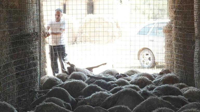 Predatori immortalati vicino all’ovile Allevatore rilancia l’sos: «Urgono aiuti»