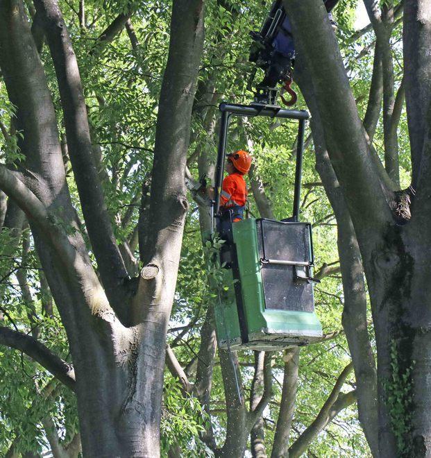 Tutela alberi e verde 1 milione dal Comune per Ferrara Tua 