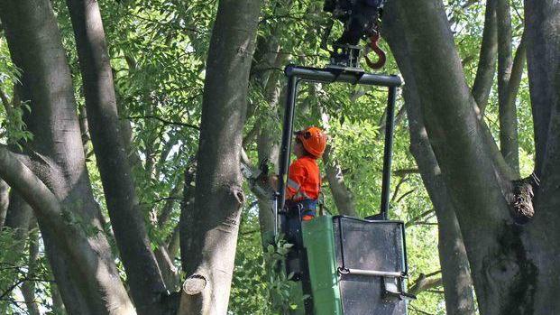 Tutela alberi e verde 1 milione dal Comune per Ferrara Tua