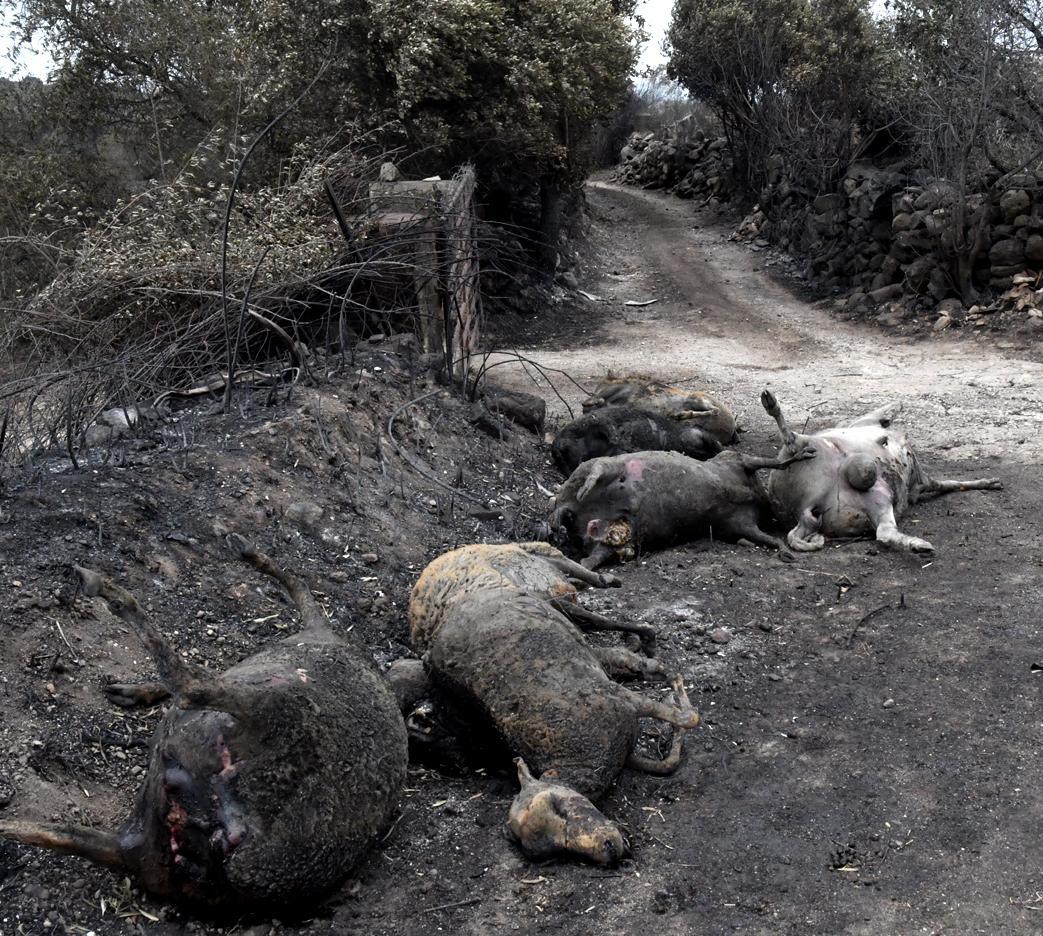 I giovani in soccorso degli animali feriti durante l’incendio 