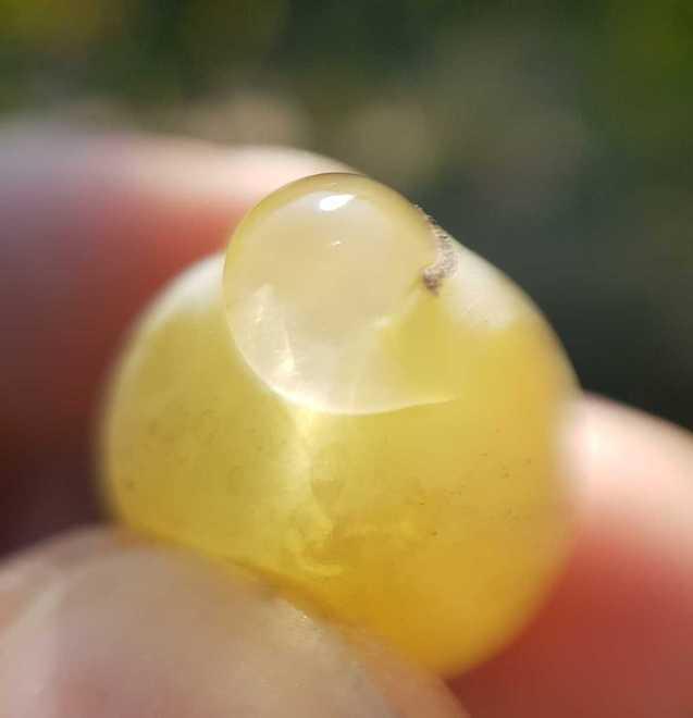 Vendemmia a Modena. Dalla raccolta alla tavola Solo a gennaio si parla di imbottigliamento «Occhio alla temperatura»