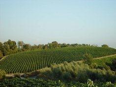 Vendemmia 2021, un po’ di danni per i vignaioli ma la produzione sarà buona 