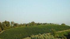 Vendemmia 2021, un po’ di danni per i vignaioli ma la produzione sarà buona