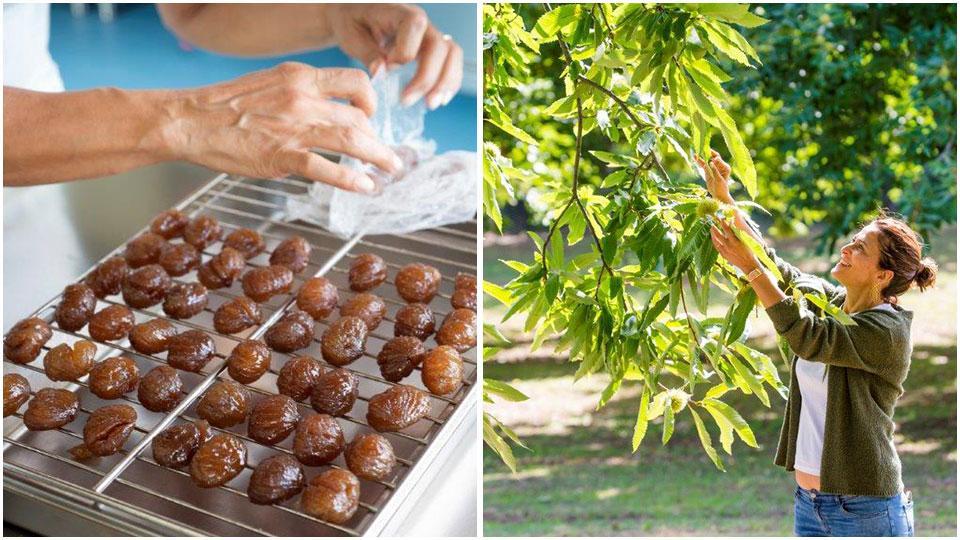 La confezione dei marron glacés e la titolare Francesca Gioacchini