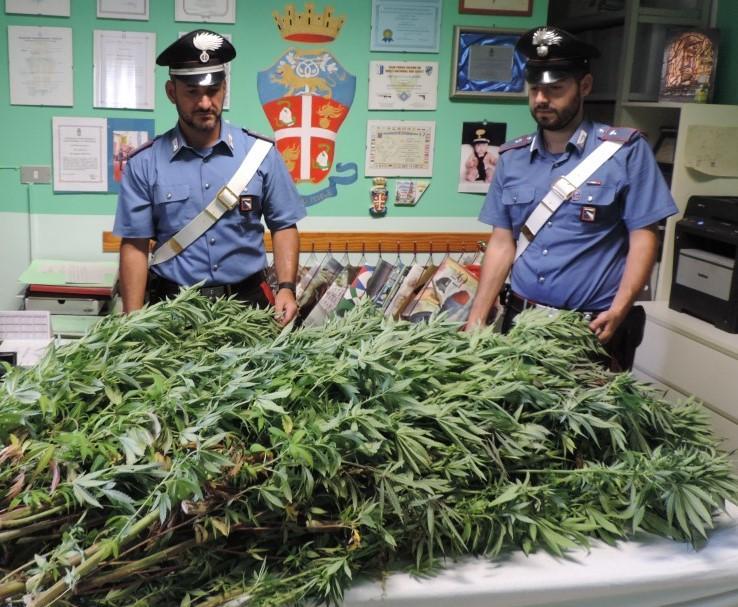 Poggio Renatico, scoperta ed estirpata piantagione di marijuana