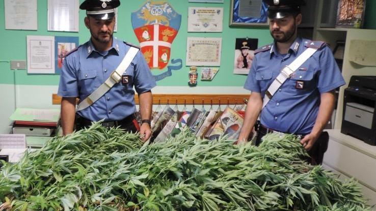 Poggio Renatico, scoperta ed estirpata piantagione di marijuana