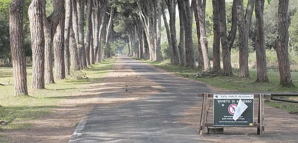Le manutenzioni tra Migliarino e San Rossore