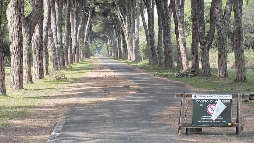 Le manutenzioni tra Migliarino e San Rossore
