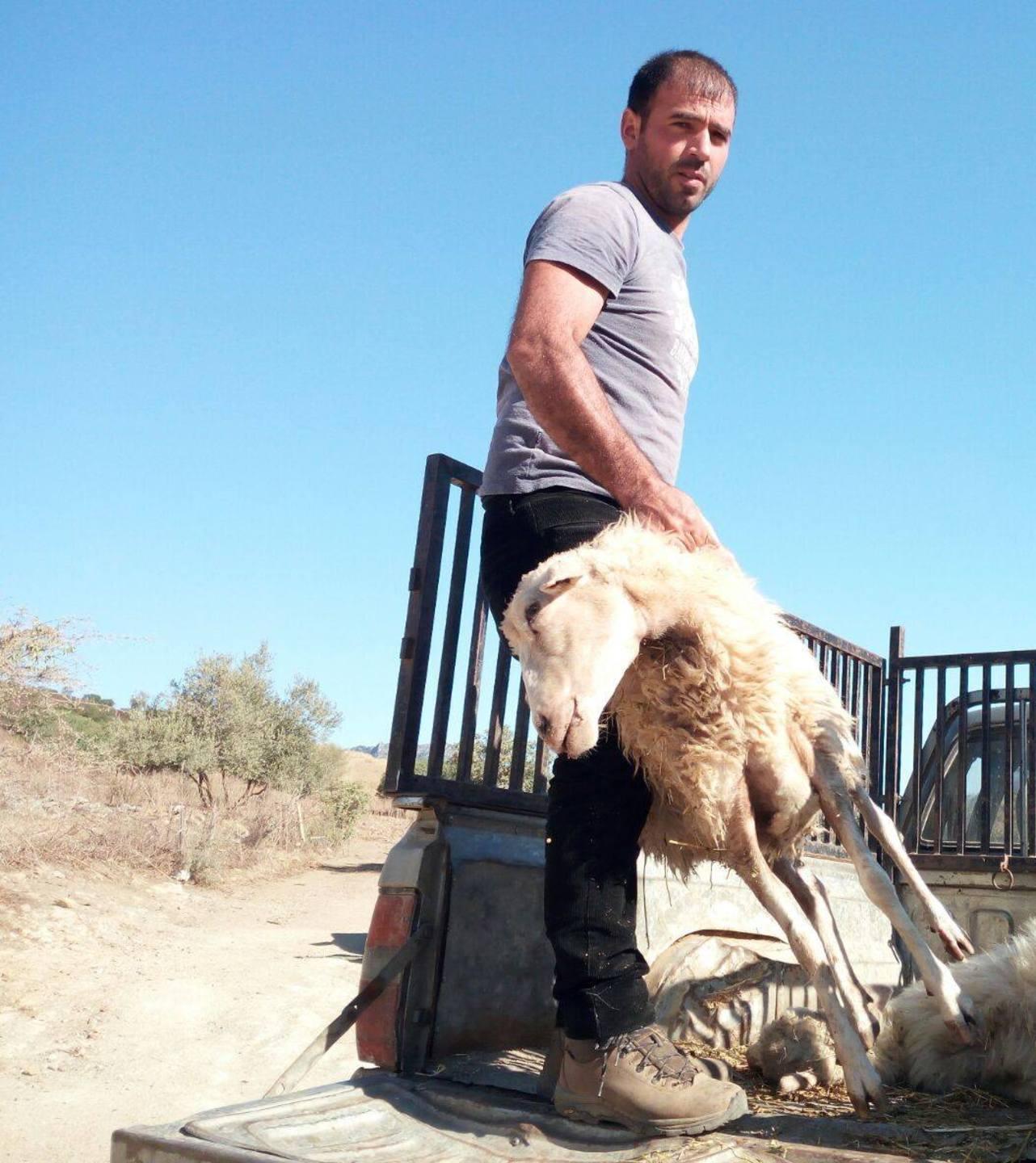 La lingua blu ormai dilaga vari focolai a Noragugume 